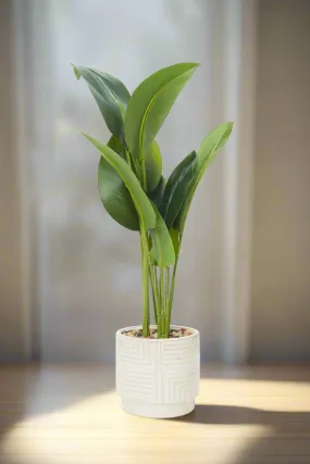 Artificial Cream Textured Maranta Tall In Ceramic Pot